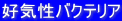 �D�C���o�N�e���A
