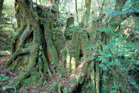 世界自然遺産屋久島探訪記