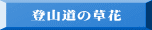 登山道の草花 