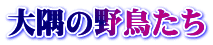 大隅の野鳥たち