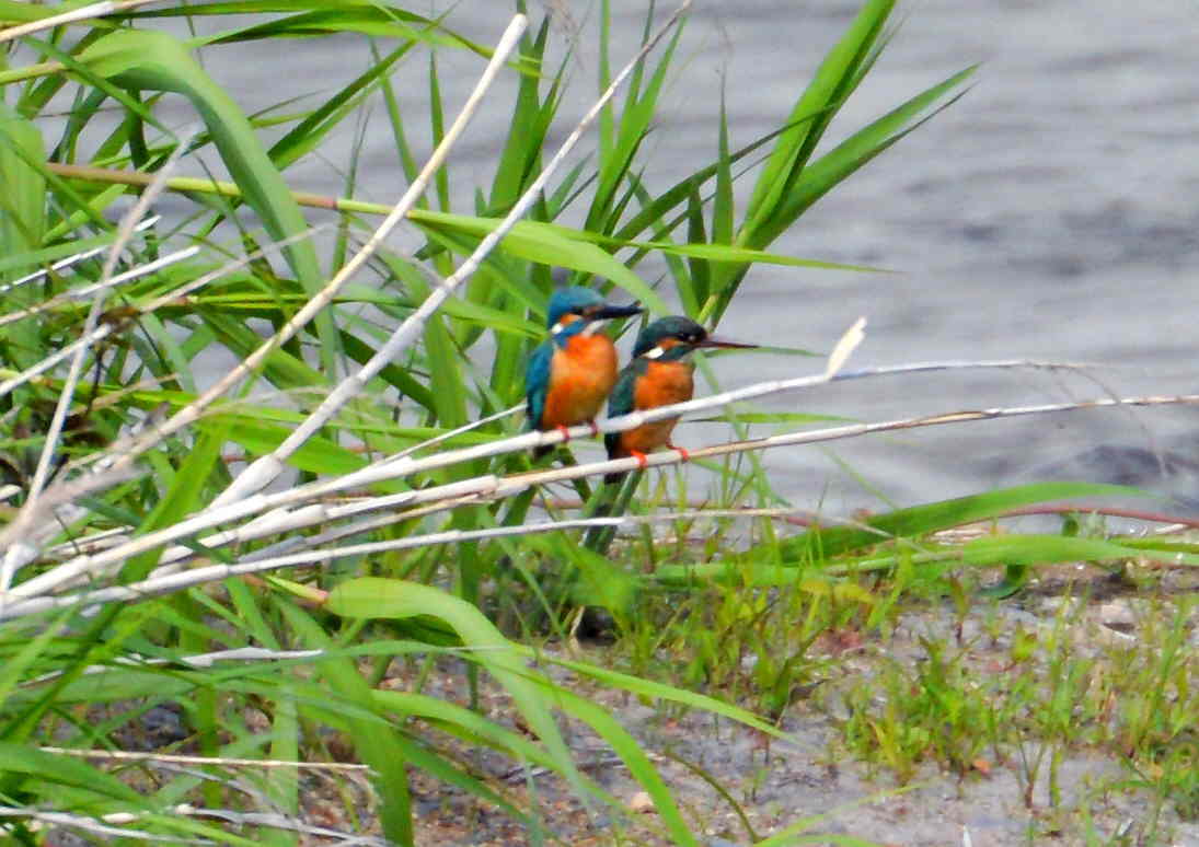 ふるさとの鳥風景 カワセミ探鳥記