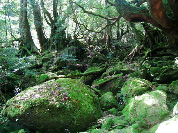 世界自然遺産屋久島探訪記
