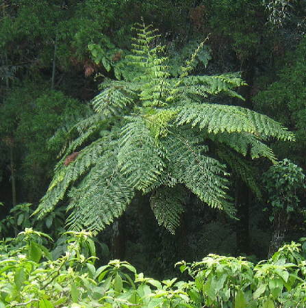 ヘゴの木 その他 Gruposignus Com Br